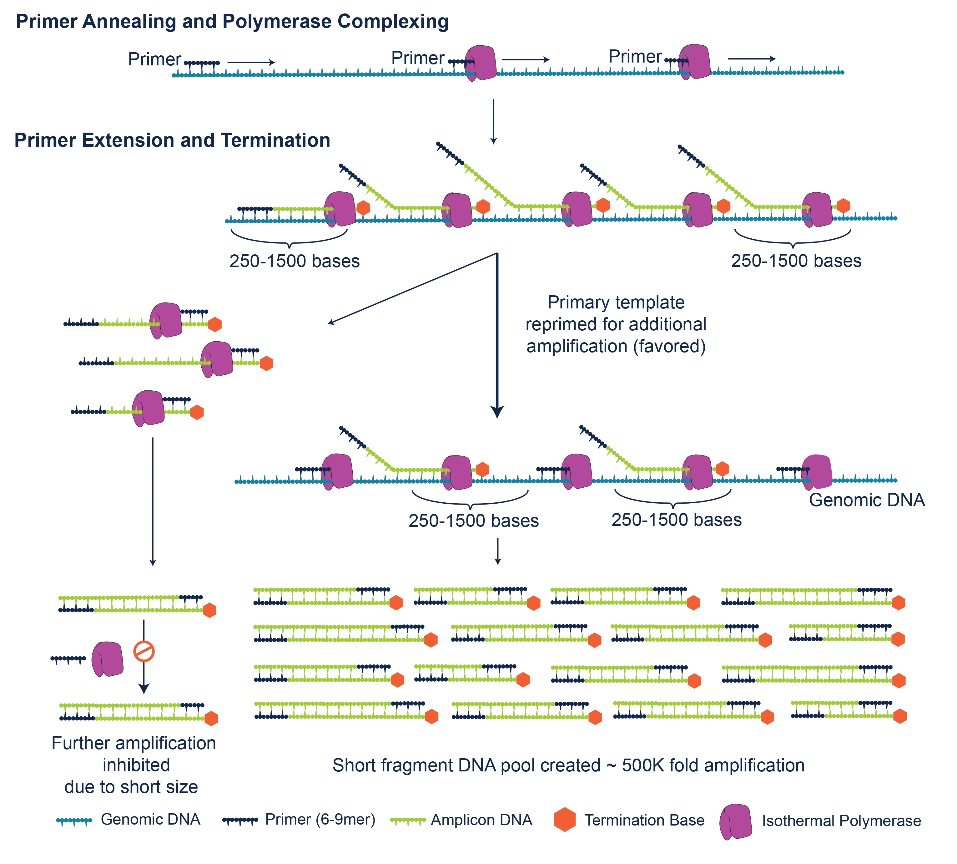 Technology | Primary Template-directed Amplification